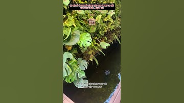 SHORTS CẬP NHẬT HỒ CÁ KOI 6 KHỐI HIỆN ĐẠI THÁO DRUM LÊN THAY LỌC CHỔI - THẢ CÁ TEST HỒ MỚI