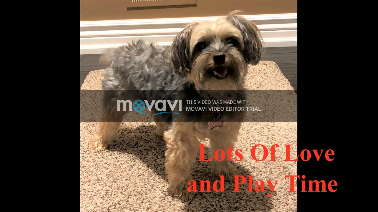 Pet Sitting Video At K9 Kindergarten