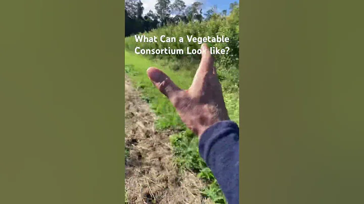 Why does this vegetable consortium only contain Cauliflower? #syntropy #regenerativeagriculture