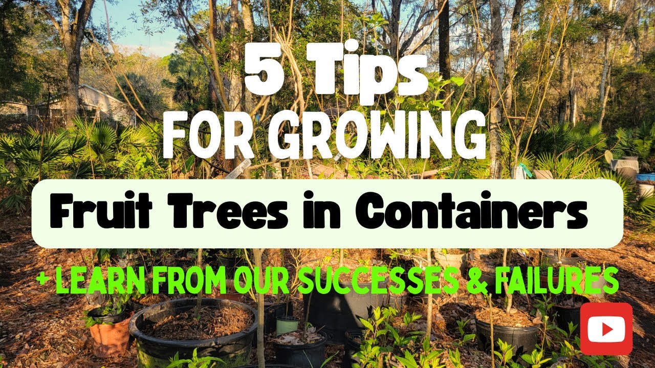 5 Tips for Growing Fruit Trees in Containers - YouTube