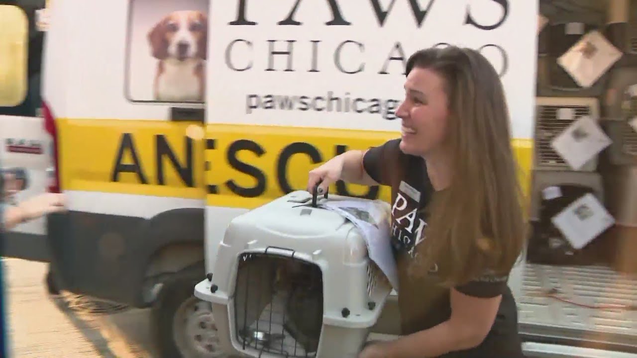 PAWS Chicago welcomes 52 pets rescued from Hurricane Ian - YouTube