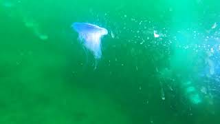 Lundy Island underwater Gems