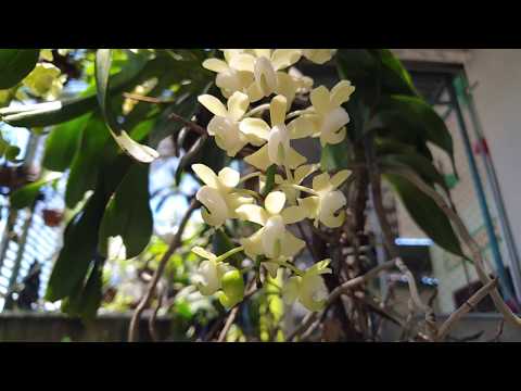 phong lan Quế lan hương - Aerides Odorata | Foci