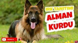 Alman Çoban Kurdu - Irk Tanıtımı