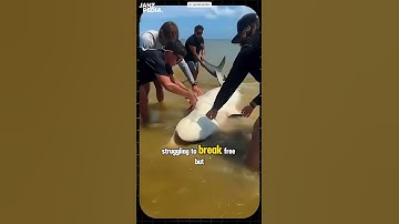 This Shark Is in Pain Because of Human Actions 😢🦈