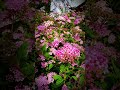 The Silent Worker In The Summer Garden Nature 4k Pollinators The Silent Worker In The Summer Garden Nature 4k Pollinators