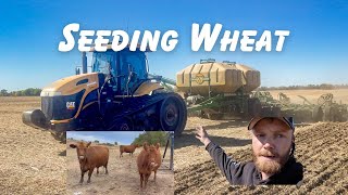 ALL ABOUT WHEAT PLANTING