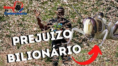 O que causou a nuvem de gafanhotos?
