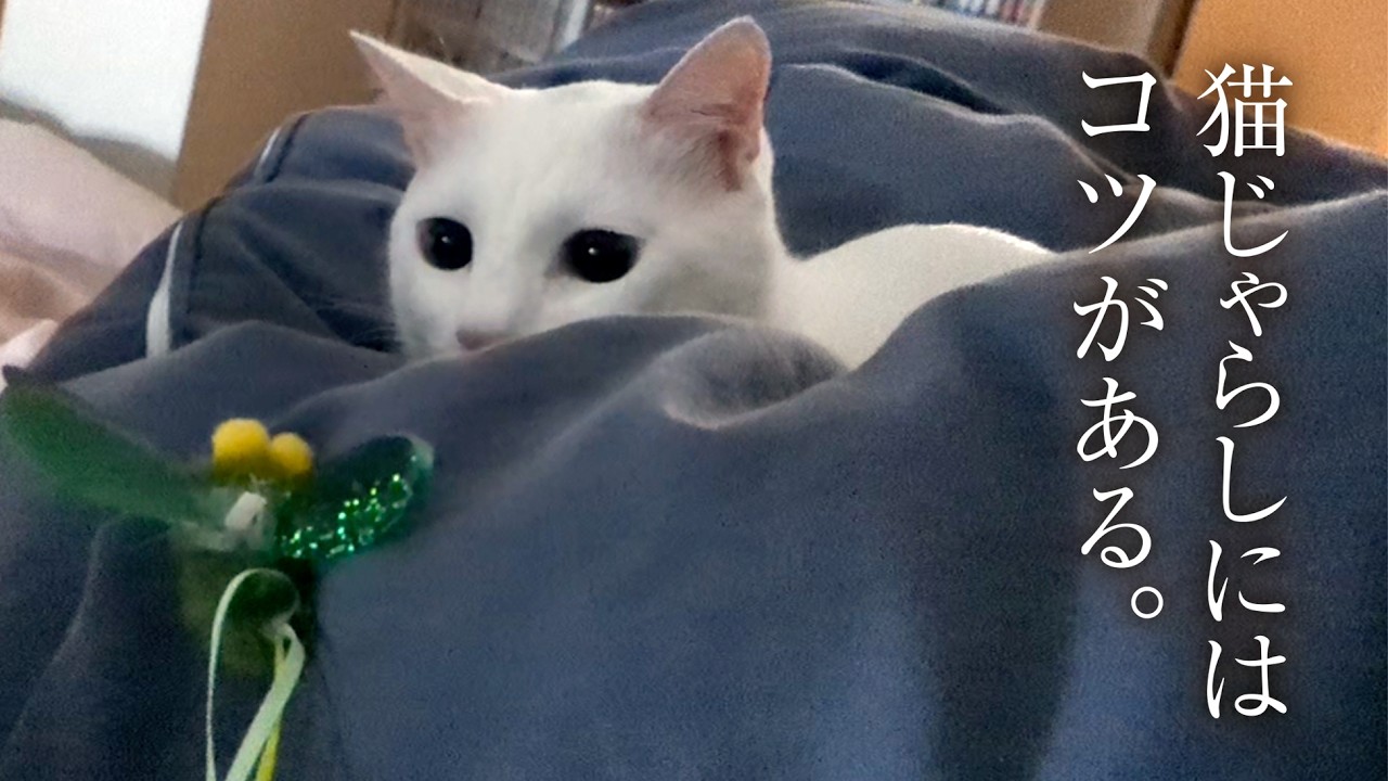 猫が大興奮する猫じゃらしの使い方。