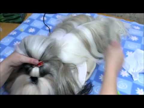 SHIH TZU TOP KNOT Solaris Avis FCI