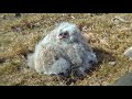 Fostering an orphaned Great Horned Owl into another family at Ellis Bird Farm