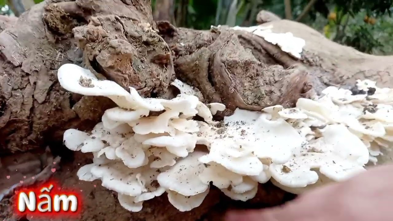 Múc bang quả mơ chua quá, hái củi và tìm hái rau đắng ăn lẩu cực ngon BÁCH NÙNG TV 