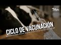 Ciclo de vacunación en Colombia: resultados positivos - TvAgro por Juan Gonzalo Angel