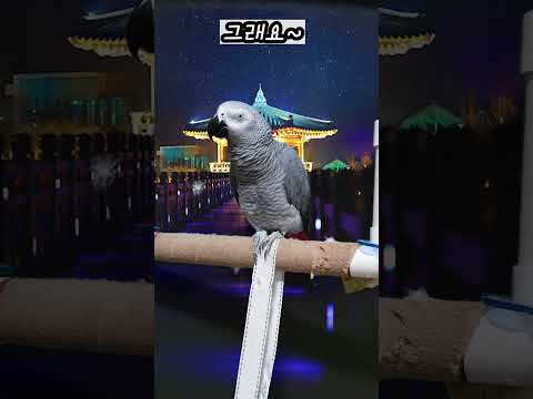 오늘은 3.1절이야~대한독립만세~연구대상똘이#<strong>parrot</strong> #반려동물 #shocked #shorts #funny #웃긴영상 #cute #동물 #apt