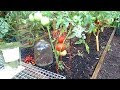 How to Grow Large Beefsteak Tomatoes: Squirrels, Birds, Blossom End Rot & Nitrogen 5of6