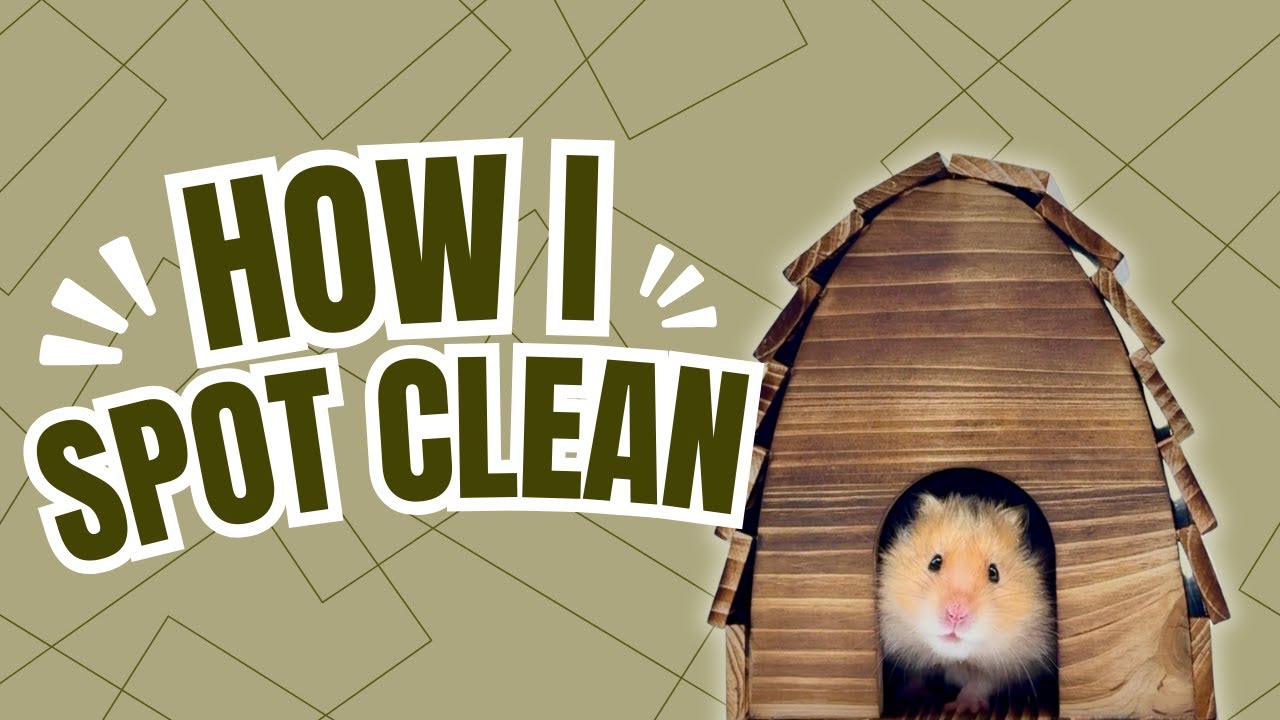 Hamster Cage Cleaning Routine - YouTube