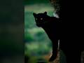 Entering Wild Mode: The Ultimate Big Cat Energy🐆💥#wildlife #animals #shortvideo#shorts#naturelovers