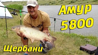 Амур 5800!! Щербани, июль 2020. Рыбалка с ночевкой Ловля толстолоб а и амура.