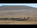 Lions attack  Cape Buffalo calf   July 2, 2011  Ngorogoro Crater Serengeti Park