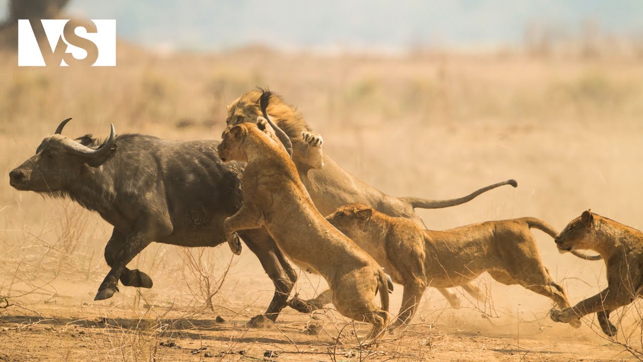 KALAHARI | Borba za Preživljavanje u Afričkoj Pustinji – Dokumentarni Film o Životinjama