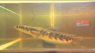 Sikuncil Uda Mulai Aktif