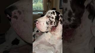 Great Dane's Sudden Flare Up Of Moist Dermatitis Results In Sleepless Night Waiting For Vet To Open