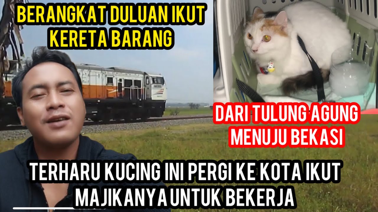 MASYA ALLAH KUCING INI IKUT MAJIKANNYA MERANTAU KE KOTA UNTUK KERJA DI CATS LOVERS TV..‼️