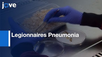 Legionnaires Pneumonia Study in a Model Oeganism | Protocol Preview