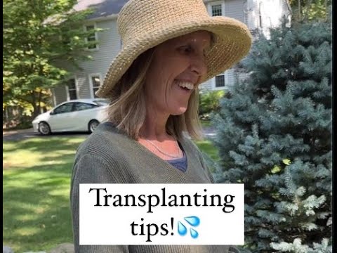 When Can You Transplant?