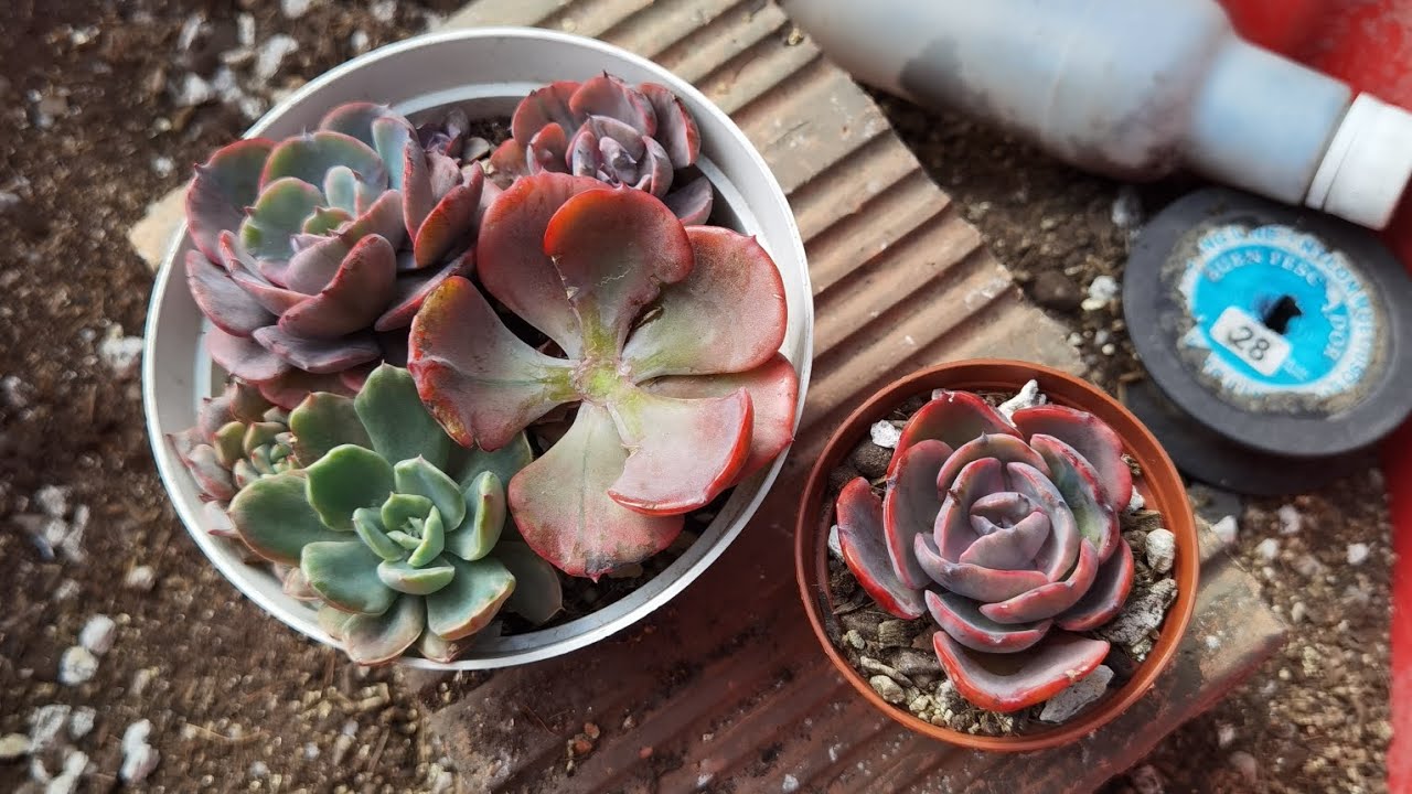 Este es el método de reproducción que me da muchas plantas