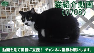 落ち着きのある黒白ハチワレの猫 - Elder cat.