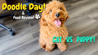 Me and My Cat Day! (Cockapoo plays with Cat, Tries Lettuce and Likes it!)