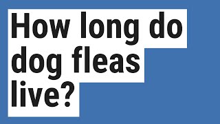 How long do dog fleas live?