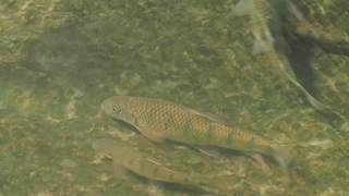 1060713平溪基隆河上游十分瀑布上方石賓1