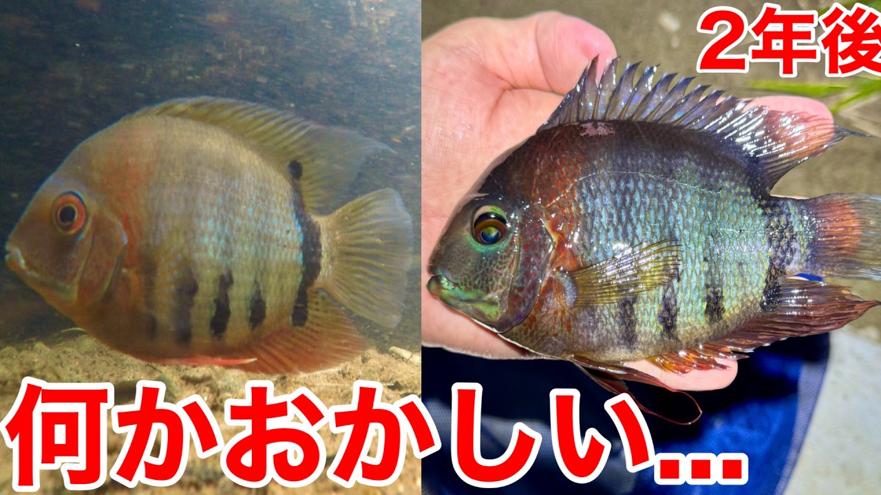 なぜここに？2年間用水路の奥深くに潜んでいた巨大魚の正体が衝撃的すぎた