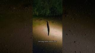 Penampakan Ular Puff adder