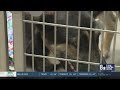 From cells to kennels: Las Vegas inmates help clean animal shelter