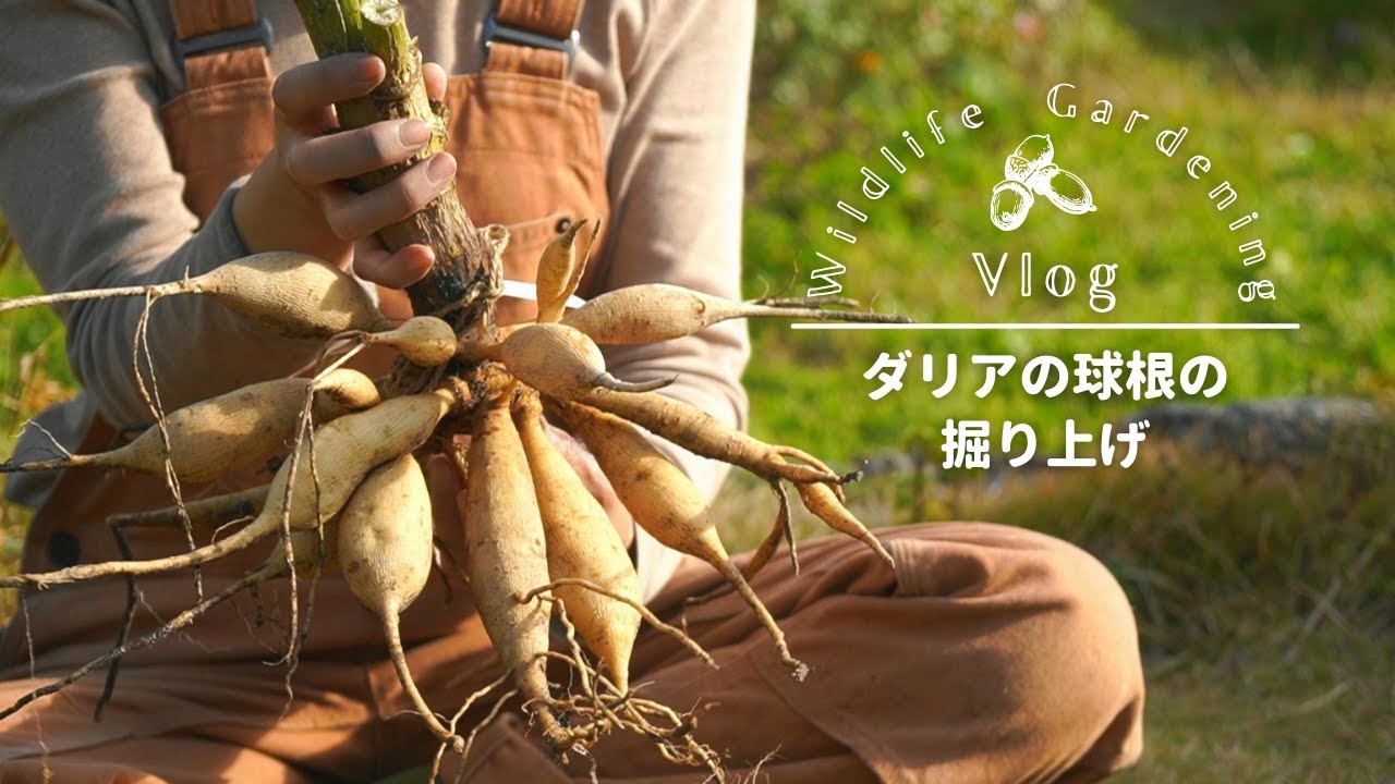 aochanさん専売ダリア球根 AGSオンラインショップ / タカラジェンヌ