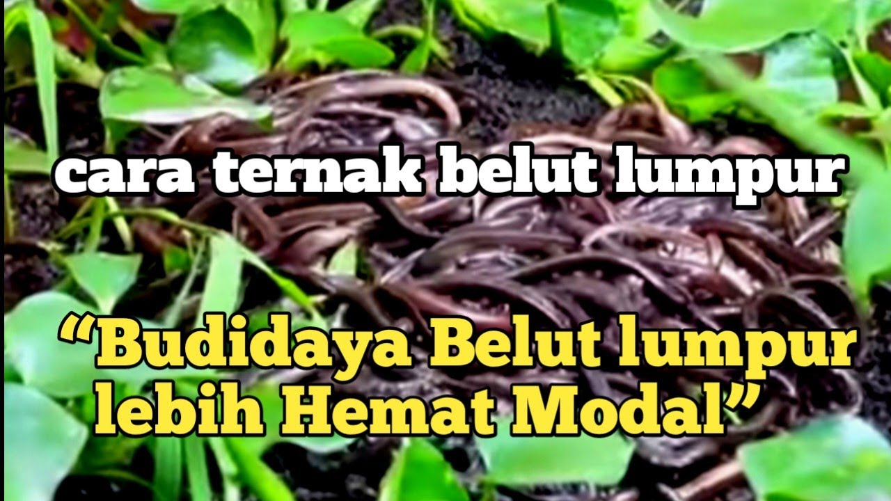 Выращивание угрей в органической грязи | Быстрый урожай и умножение прибыли!