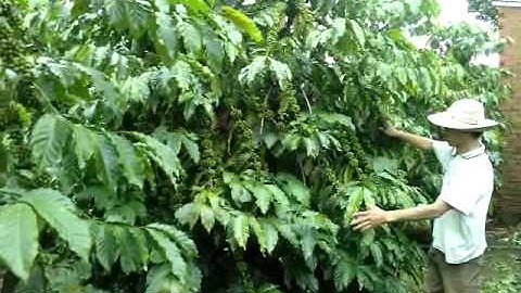 Cà phê cao sản ghép trên gốc vối - cho năng suất cao - lên đến 10 tấn/ha