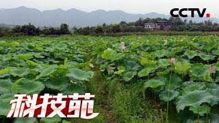 《科技苑》冤家聚头有惊喜 20180919 | CCTV农业