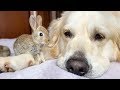 Cute baby bunnies think the golden retriever is their mother