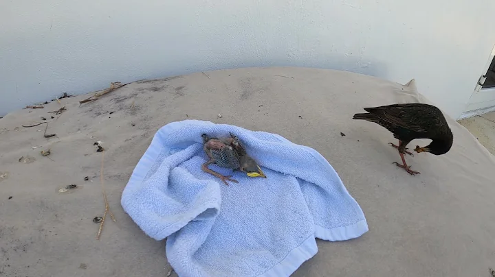Starlings in the Roof