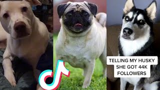 BEST DOG TIKTOKS!! #24 by ANIMAL TIKTOK 9,490 views 2 years ago 20 minutes