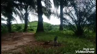 Lottik Tarung Lagi.