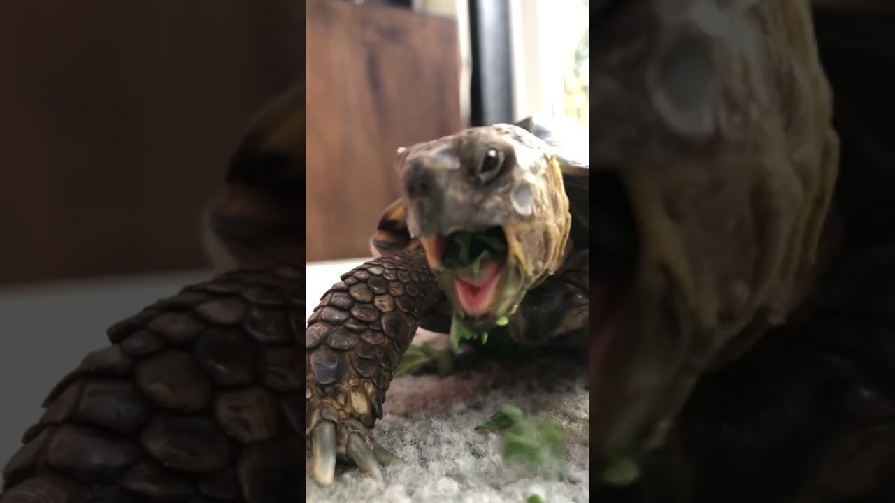 Ted is one hungry tortoise 🐢 