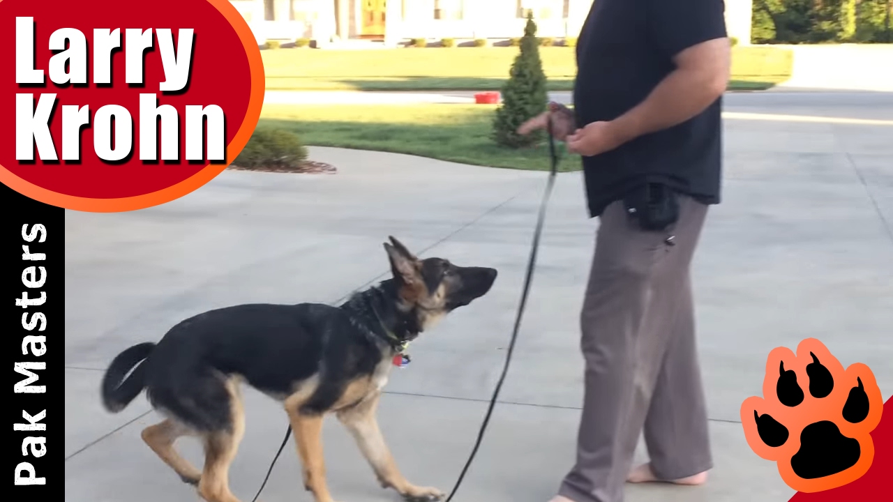 e collar for german shepherd