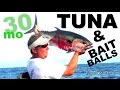 BLACKFIN TUNA & HUGE BAIT BALLS offshore in PENSACOLA Florida