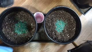 Grow Dots 1-3 ways to use #growdots #dgc