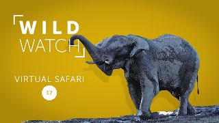 Playtime Interrupted Wildwatch Virtual Safari Ep 17